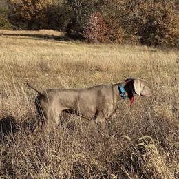 Yeti - Weimaraner