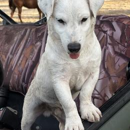 Border Collie and Jack Russell Terrier Puppies from CP FARMS BORDER COLLIES N JACKS CORP