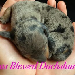 Dachshunds from Texas Blessed Dachshunds