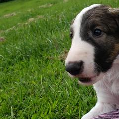 Borzoi and Silken Windhound Puppies from Envious Borzoi & Silken Windhounds