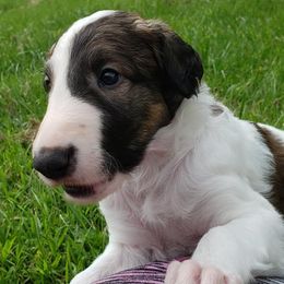 Borzoi and Silken Windhound Puppies from Envious Borzoi & Silken Windhounds