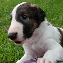 Borzoi and Silken Windhound Puppies from Envious Borzoi & Silken Windhounds