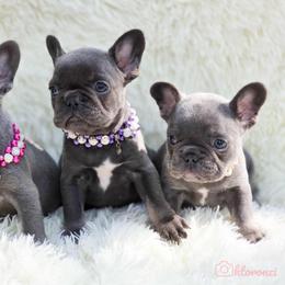 French Bulldog and Pekingese Puppies from SFLK
