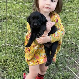 "Sadie’s pup" Labrador Retriever Puppies from Fetchmoore’s Labrador Retrievers