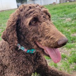 Poodles from Ffynnet Farms Poodles