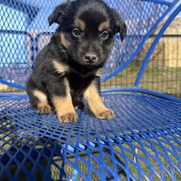 Pepper - Black tri female Miniature Australian Shepherd puppy in Medical Lake, Washington from MAS Gone Rogue