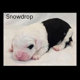 Snowdrop - Black and white male Sheepadoodle puppy in Roseburg, Oregon from Lookingglass Doodles