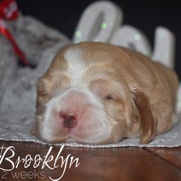 Cockapoo, Cocker Spaniel, and Poodle Puppies from The Cocker Cingdom