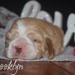 Cockapoo, Cocker Spaniel, and Poodle Puppies from The Cocker Cingdom
