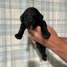Caspian - Black male Poodle puppy in Detroit Lakes, Minnesota from Pickerel Pups