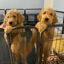 Goldendoodle Puppies from SunriseDoodles