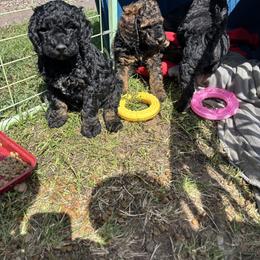 Poodle Puppies from Granite Valley Poodles
