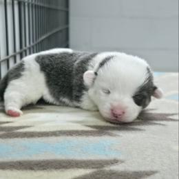 Lightning - Blue female Pembroke Welsh Corgi puppy in Charleroi, Pennsylvania from Twilight Hollow Corgis