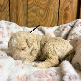 Frisco - Parti male Goldendoodle puppy in Pittsburg, Texas from Grace Springs Goldendoodles