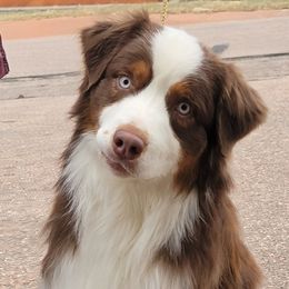 Rudy - Australian Shepherd