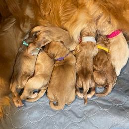 Girl 2 - female Golden Retriever puppy in Portland, Oregon from Joyfully Golden