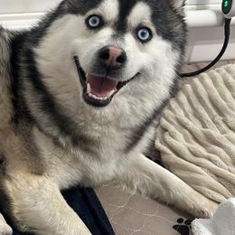 Daisy - Pomsky
