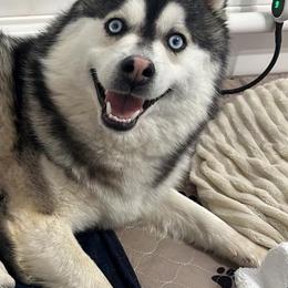 Daisy - Pomsky