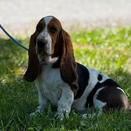 Peach - Black brown and white female Basset Hound puppy in Eatonville, Washington from Kylee's Bassets