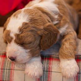 Goldendoodle Puppies from Creamery Hollow Doodles