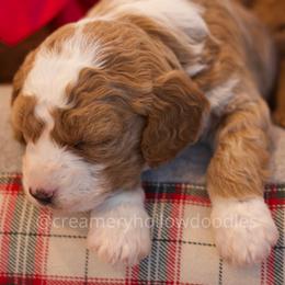 Goldendoodle Puppies from Creamery Hollow Doodles
