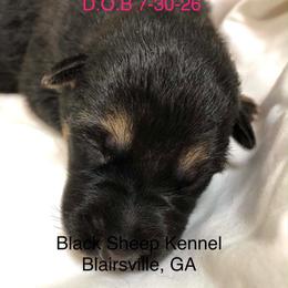 Rosé - Black and tan female German Shepherd puppy in Blairsville, Georgia from Black Sheep German Shepherds