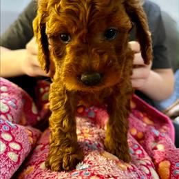 Luisa - Red  female Goldendoodle puppy in Conklin, Michigan from Lake Michigan Couture Cavapoos & Cockapoos