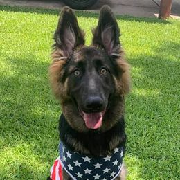 German Shepherds from AA+ German Shepherds