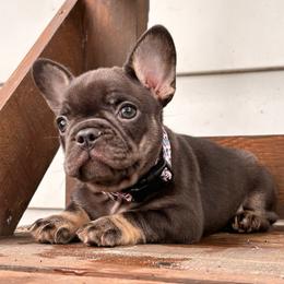 Scully - Tricolors female French Bulldog puppy in Almo, Kentucky from Busy Bee French Bulldogs