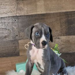April - Blue and white Great Dane puppy in Gonzales, Louisiana from Anstatt House Of Danes