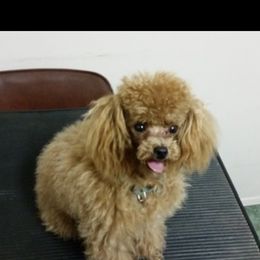 AMAZON - Poodle