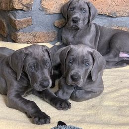Great Danes from Owl Valley Danes