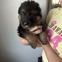 AKC Orange - Black and red male German Shepherd puppy in Chico, California from Bidwell Knight Shepherds