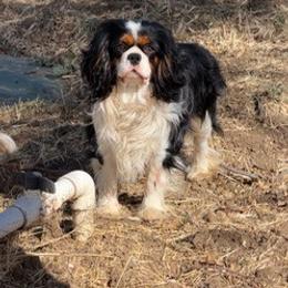 Reggie - Tri-color male Cavalier King Charles Spaniel puppy in Encinitas, California from Seaside Cavaliers