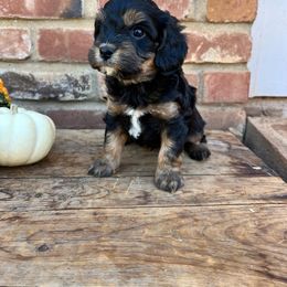 Cavapoo, Cockapoo, Goldendoodle, and Poodle Puppies from Lipscomb Doodles