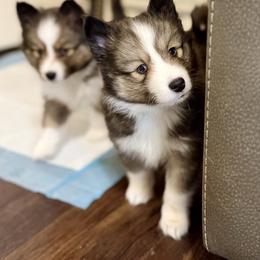 Blaze - Sable & white male Toy Shetland Sheepdog puppy in Magnolia, Texas from Solace Shelties and Pomskies