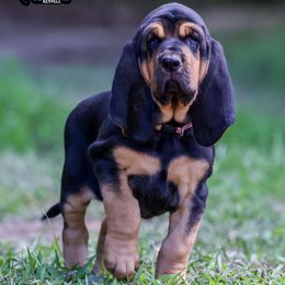 Lainey - Black and tan female Bloodhound puppy in New Edinburg, Arkansas from Blue Collar Kennelz