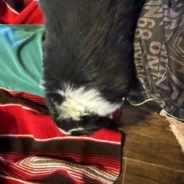 Australian Shepherd Puppies from Hayward aussies