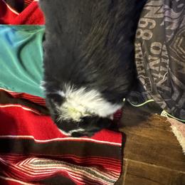 Australian Shepherd Puppies from Hayward aussies