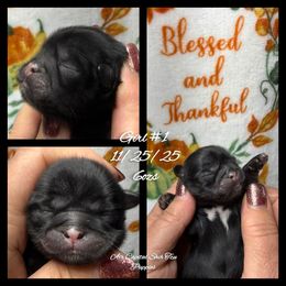 Saffron - Red female Shih Tzu puppy in Maize, Kansas from Air Capital Shih Tzu Puppies