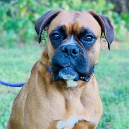 Kiawah  - Boxer