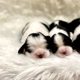 Cavalier King Charles Spaniel Puppies from Malu Lani Cavaliers