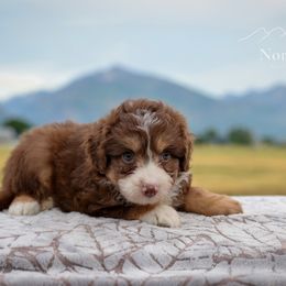 Wyoming - Red tri-color male Aussiedoodle puppy in Hamilton, Montana from North Lake Aussies