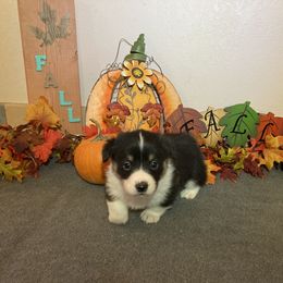 Pembroke Welsh Corgi Puppies from McKay Corgi's
