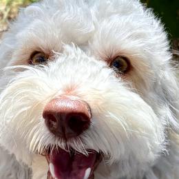 JoJo - Australian Labradoodle