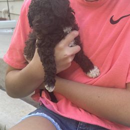 Labradoodle Puppies from Jazzy's Doodles