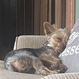 Yorkshire Terriers from Kastner’s Yorkies