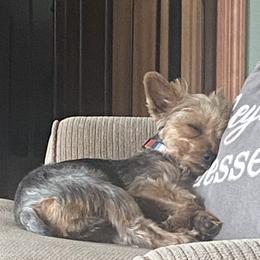 Yorkshire Terriers from Kastner’s Yorkies