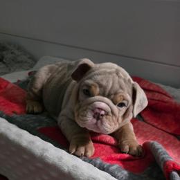 Tex - Lilac tri-color male Bulldog puppy in Harrisburg, Pennsylvania from Central PA WiggleButts Bulldogs