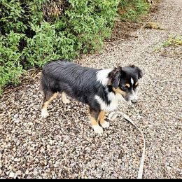 Fred - Black tri male Toy Australian Shepherd puppy in Snowflake, Arizona from Halfpint Aussies